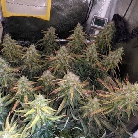 Gorilla Glue growlog timeline photo