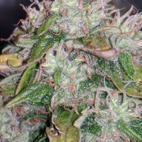 Gorilla Glue growlog timeline photo