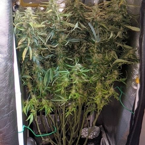 Gorilla Glue growlog timeline photo