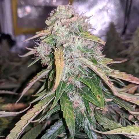 Gorilla Glue growlog timeline photo