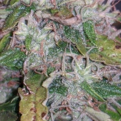 Gorilla Glue growlog timeline photo