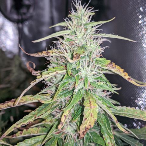Gorilla Glue growlog timeline photo