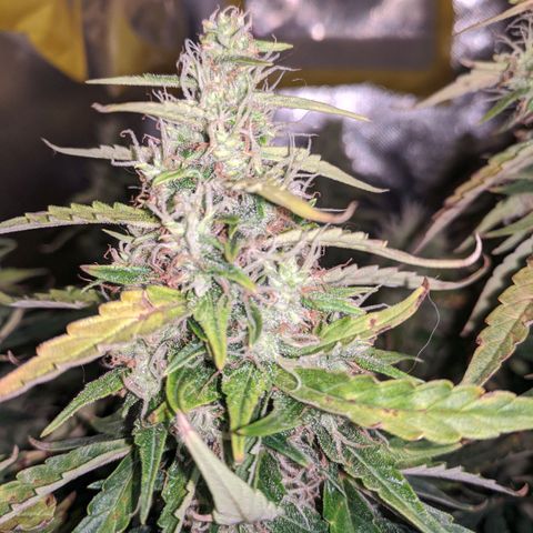 Gorilla Glue growlog timeline photo