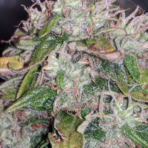 Gorilla Glue growlog timeline photo