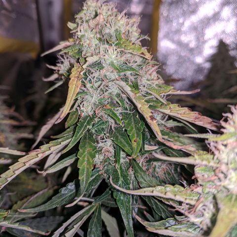 Gorilla Glue growlog timeline photo