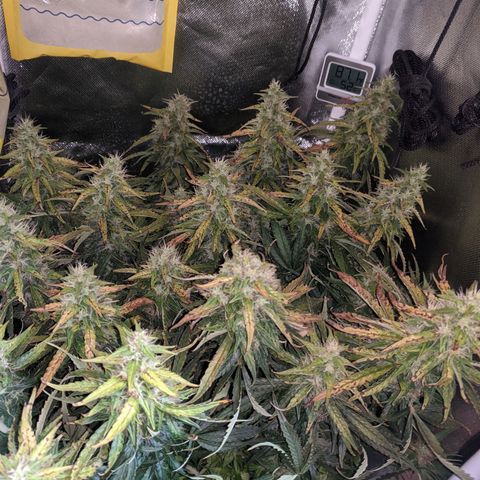 Gorilla Glue growlog timeline photo