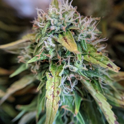 Gorilla Glue growlog timeline photo