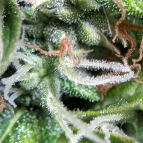 Gorilla Glue growlog timeline photo