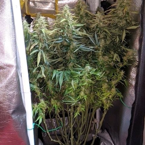 Gorilla Glue growlog timeline photo