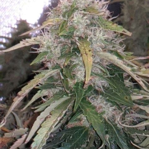 Gorilla Glue growlog timeline photo