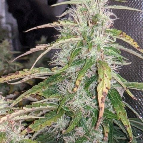 Gorilla Glue growlog timeline photo