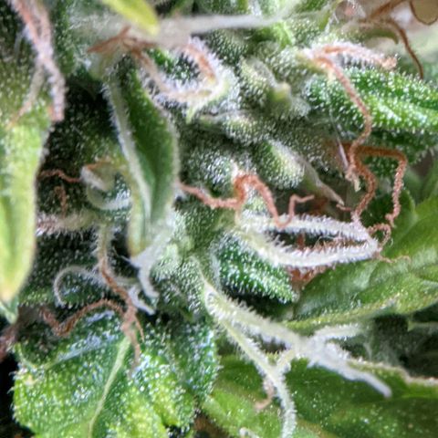 Gorilla Glue growlog timeline photo