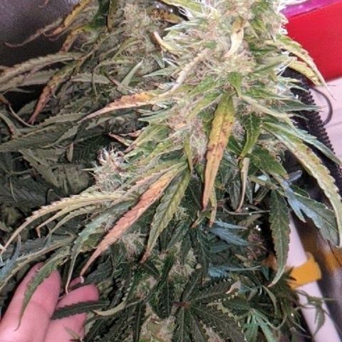 Gorilla Glue growlog timeline photo