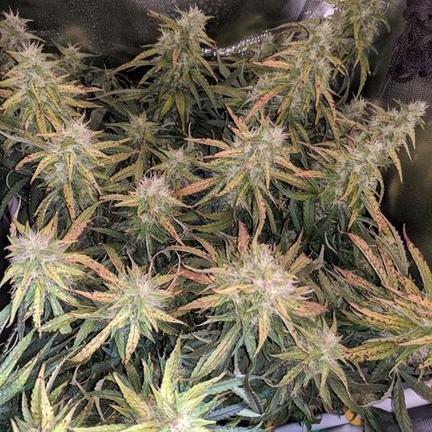 Gorilla Glue growlog timeline photo