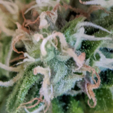 Gorilla Glue growlog timeline photo