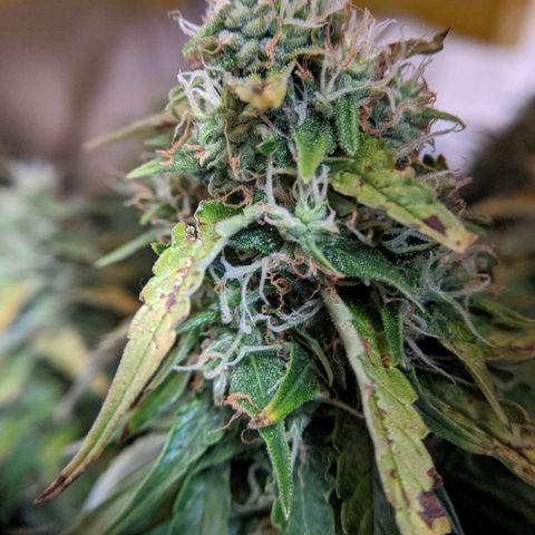 Gorilla Glue growlog timeline photo