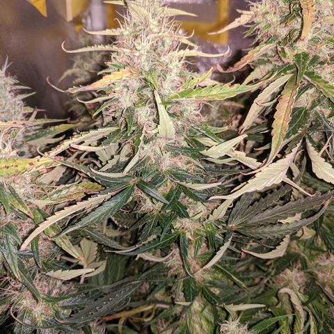 Gorilla Glue growlog timeline photo