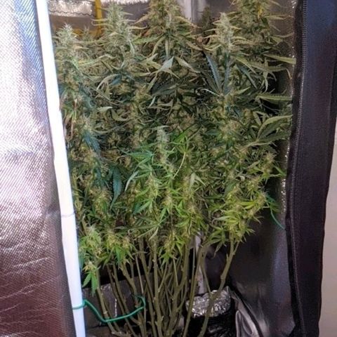 Gorilla Glue growlog timeline photo