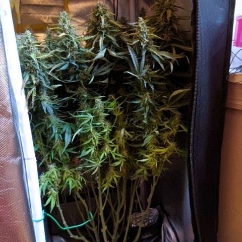 Gorilla Glue growlog timeline photo