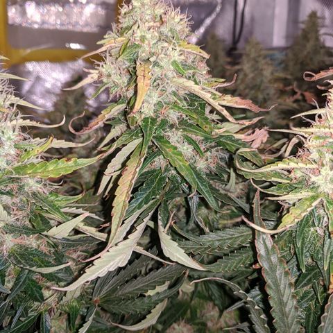 Gorilla Glue growlog timeline photo