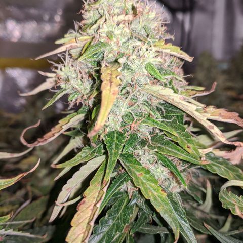 Gorilla Glue growlog timeline photo
