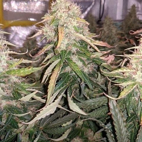 Gorilla Glue growlog timeline photo