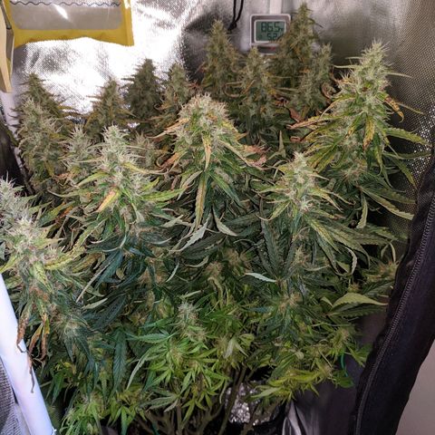 Gorilla Glue growlog timeline photo