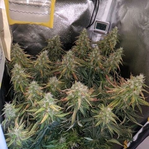 Gorilla Glue growlog timeline photo