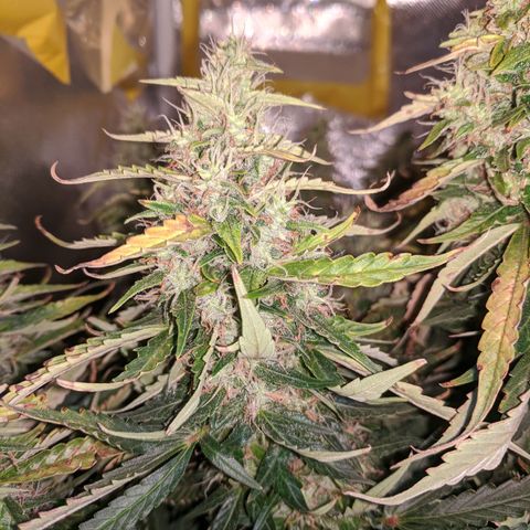 Gorilla Glue growlog timeline photo