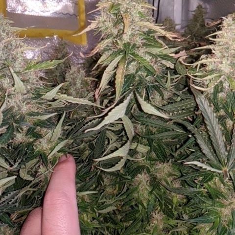Gorilla Glue growlog timeline photo