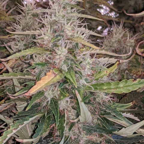 Gorilla Glue growlog timeline photo