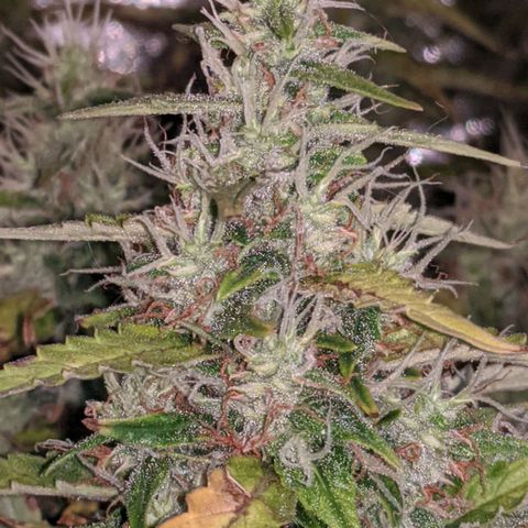 Gorilla Glue growlog timeline photo