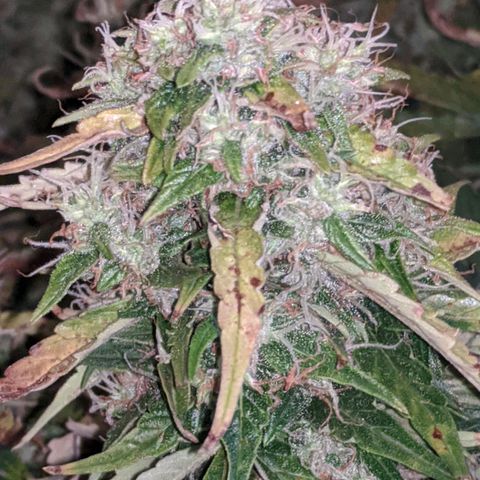 Gorilla Glue growlog timeline photo