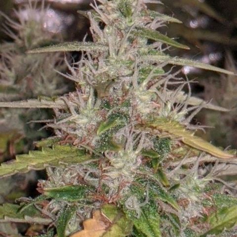 Gorilla Glue growlog timeline photo
