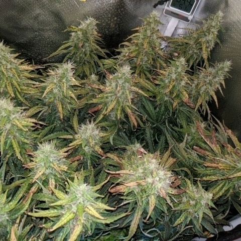 Gorilla Glue growlog timeline photo