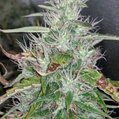 Gorilla Glue growlog timeline photo