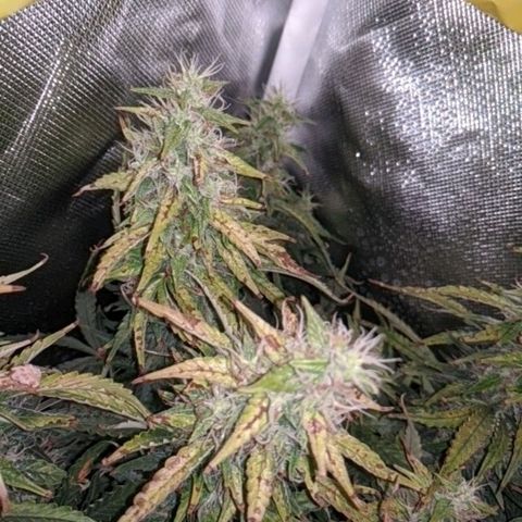 Gorilla Glue growlog timeline photo