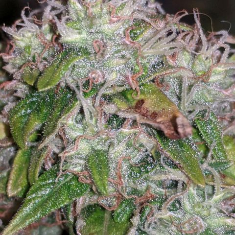 Gorilla Glue growlog timeline photo