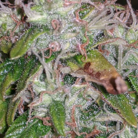 Gorilla Glue growlog timeline photo