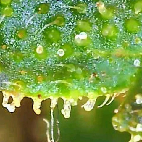 Gorilla Glue growlog timeline photo