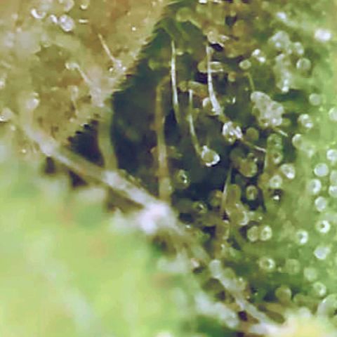 Gorilla Glue growlog timeline photo