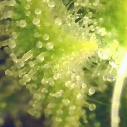 Gorilla Glue growlog timeline photo