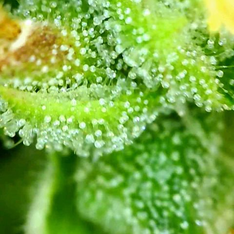 Gorilla Glue growlog timeline photo