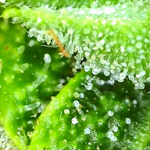 Gorilla Glue growlog timeline photo