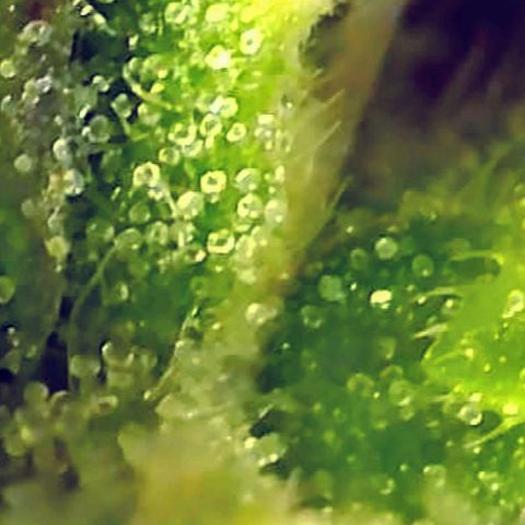 Gorilla Glue growlog timeline photo