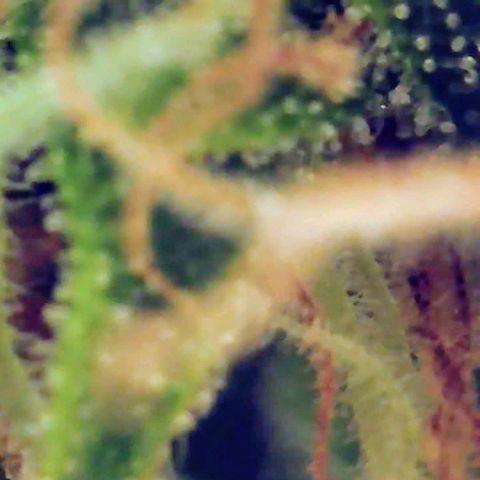 Gorilla Glue growlog timeline photo