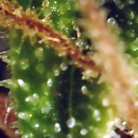 Gorilla Glue growlog timeline photo