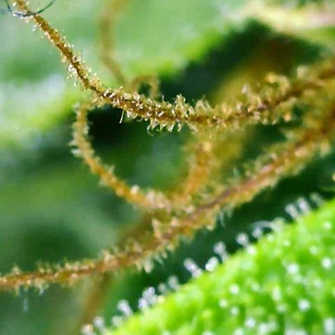 Gorilla Glue growlog timeline photo