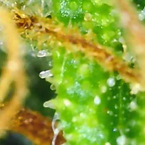 Gorilla Glue growlog timeline photo