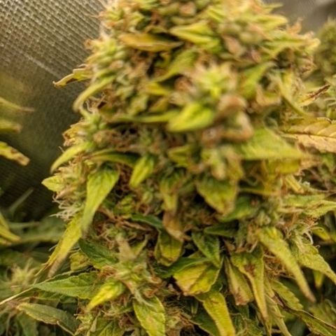 Gorilla Glue growlog timeline photo